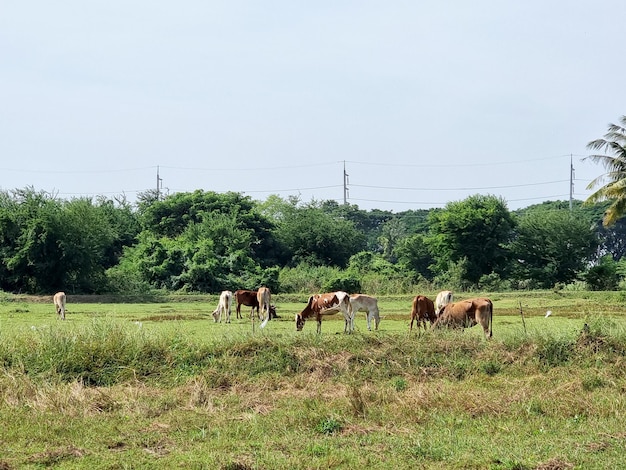 Het vee vindt voedsel in het jonge grasveld