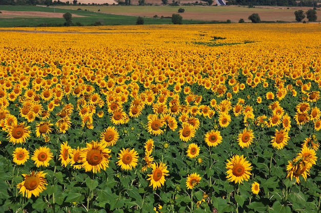 Het veld met zonnebloemen,