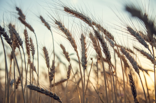 Het veld van gerstoren bij de zonsondergang