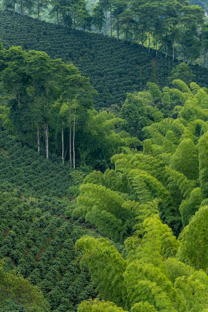 Het veld van koffieplanten in Pereira Risaralda Colombia