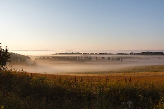 Foto het veld van mei in de zon en de mist