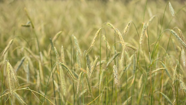 Het veld waarop roggearen groeien Graangewas