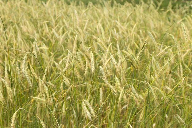 Het veld waarop roggearen groeien Graangewas