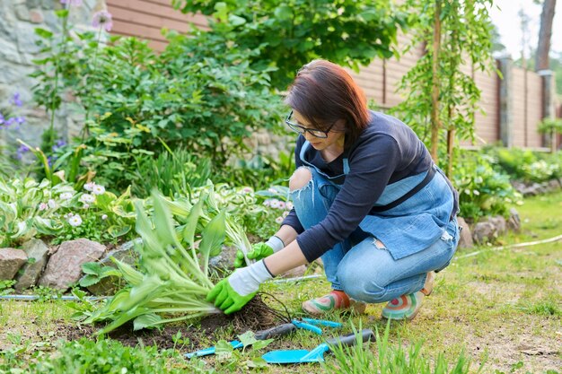 Het verdelen van hosta bush lente seizoensgebonden werk in de tuin planten bloembed in de achtertuin