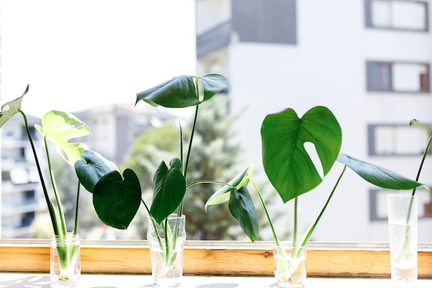 Het vermeerderen van zwitserse kaasplant philodendron monstera in water