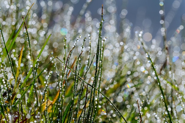 Het verse gras met dauw daalt dicht omhoog