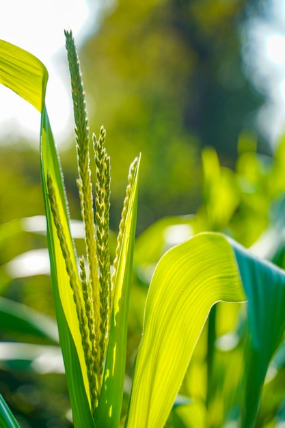 Het verse groene gebied van de maïslandbouw