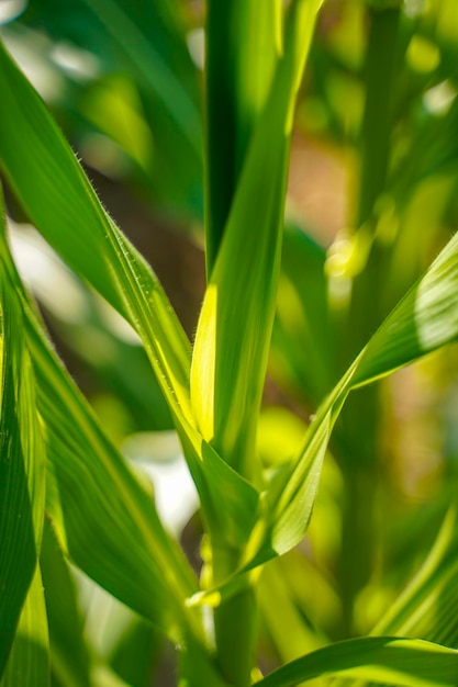 Het verse groene gebied van de maïslandbouw