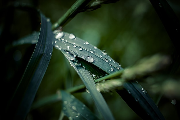 Het verse groene gras met dauw daalt dicht omhoog. Water driops op het verse gras na regen. Lichte ochtenddauw op het gras