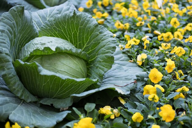 Het verse zoete kool groeien in moestuin