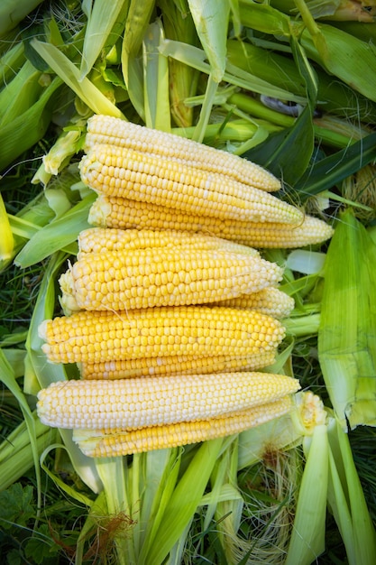 Het verzamelen van jonge maïs in de zomer Oogsten uit de moestuin Landbouw close-up