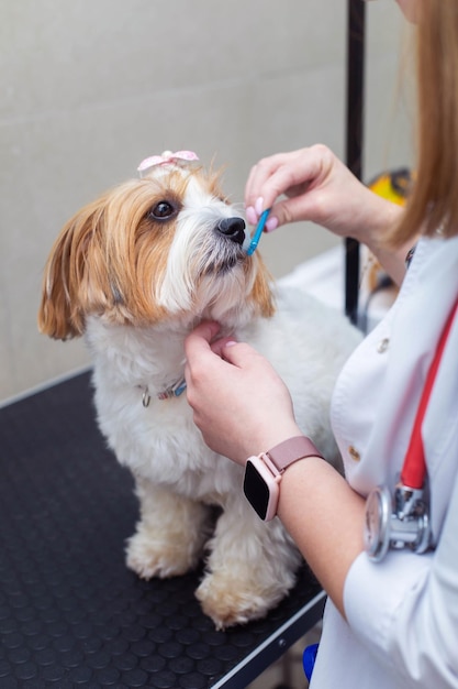 Foto het verzorgen van de shih tzu-hond