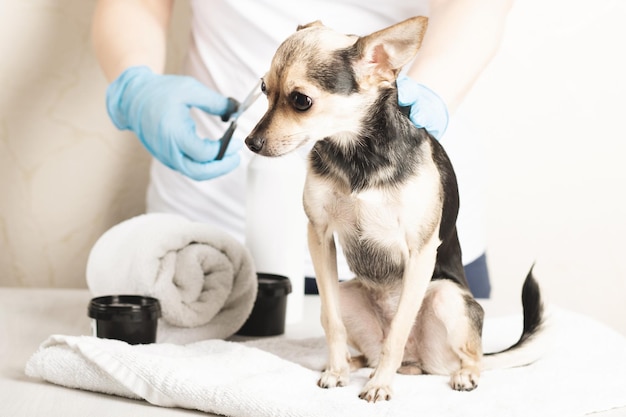 Foto het verzorgen van honden een terriërpuppy voor een knipbeurt bij een trimsalon in een trimsalon