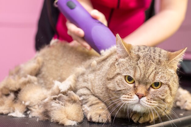 Het verzorgen van katten in een schoonheidssalon voor huisdieren.