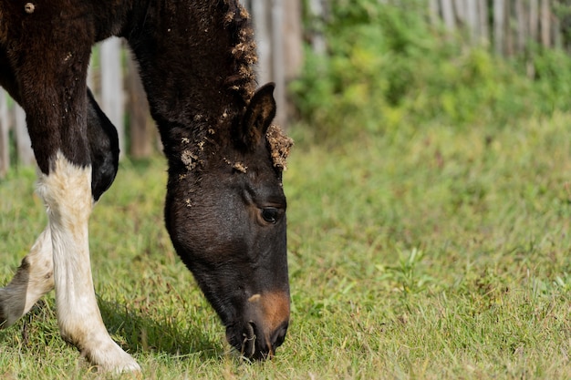 Het veulen graast in de wei. Een hengst op de achtergrond van het meer eet gras. Veulen van bruine kleur met witte vlekken