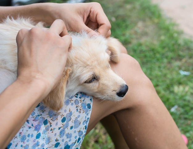 Het vinden van een teek op hond na ronde