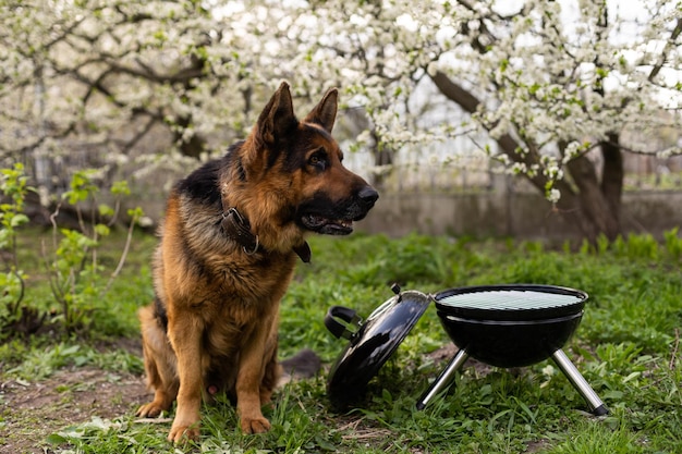 Het vlees wordt gekookt op een barbecue. Een mooie Duitse herder op het gras. Rust thuis. Huisdieren. barbecue