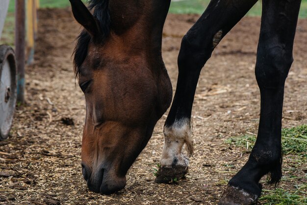 Het voeren van mooie en gezonde paarden op de ranch. Veehouderij en paardenfokkerij.