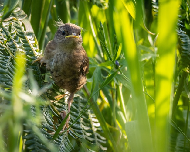 het vogeltje speurt de horizon af op zoek naar insecten