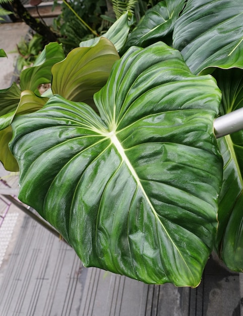 Het volwassen en liefdesvormige groene blad van Philodendron Pastazanum