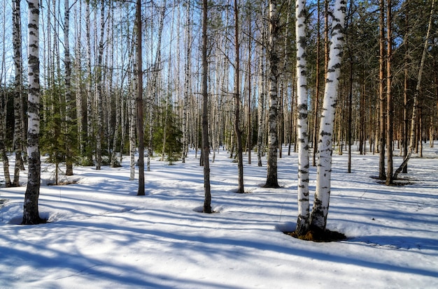 Het vroege voorjaar in het Russische woud