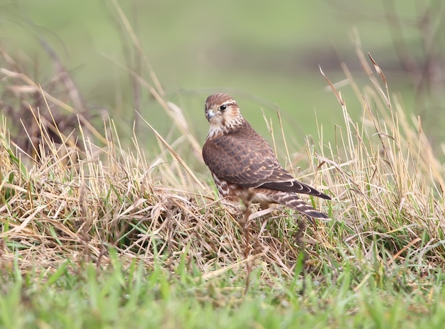 Het vrouwelijke portret merlin (falco columbarius).