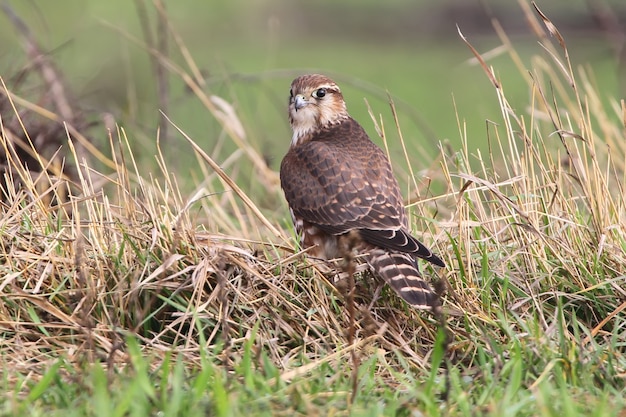 Het vrouwelijke portret Merlin (Falco columbarius).