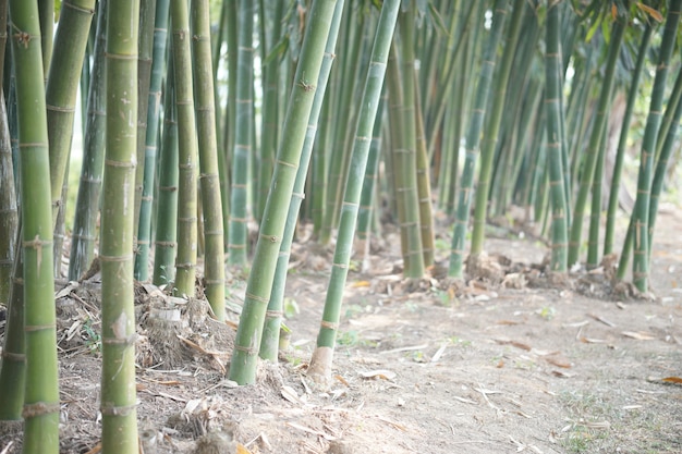 Het weelderige bamboe van Taiwan in tuin bospark