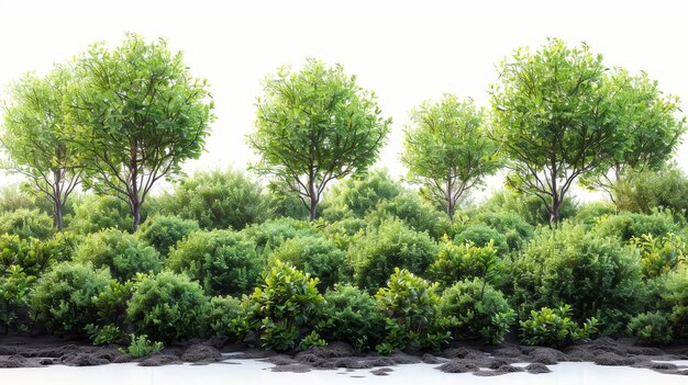 Het weelderige groen van zomerbomen geïsoleerd op een witte achtergrond Rijen bomen en struiken