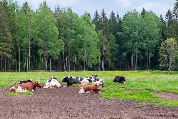 Het weiland waarop verschillende weldoorvoede boerderijkoeien liggen