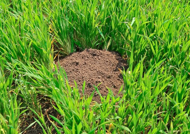 Het werk van een mol in gefermenteerde velden.