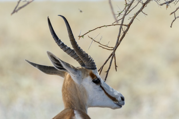 Foto het wilde portret van de springbokantilope in afrikaanse savanne dichte omhooggaand