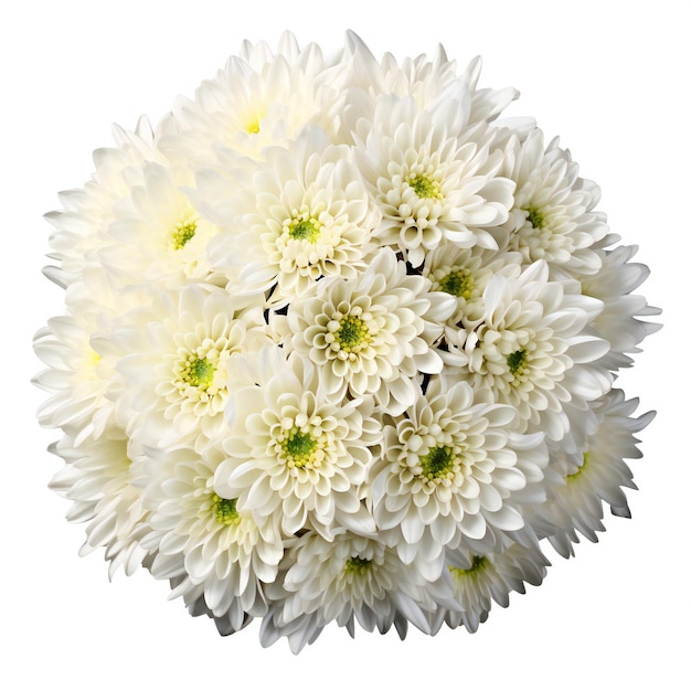 Het witte boeket van chrysantenbloemen dat op witte achtergrond wordt geïsoleerd