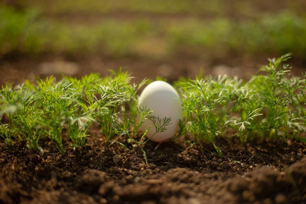 Het witte ei ligt in de jonge verse groene dille.