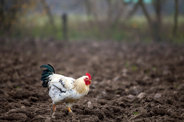 Het witte en zwarte haan voeden in openlucht in geploegde weide