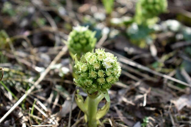 Het witte hoefblad de eerste bloemen van de lente Butterbur albus in het bos in een vochtige omgeving langs waterlopen In Frankrijk Europa Bloem bovenaanzicht