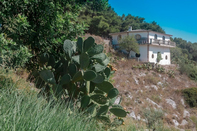 Het witte huis op de heuvel is omgeven door cactusplanten