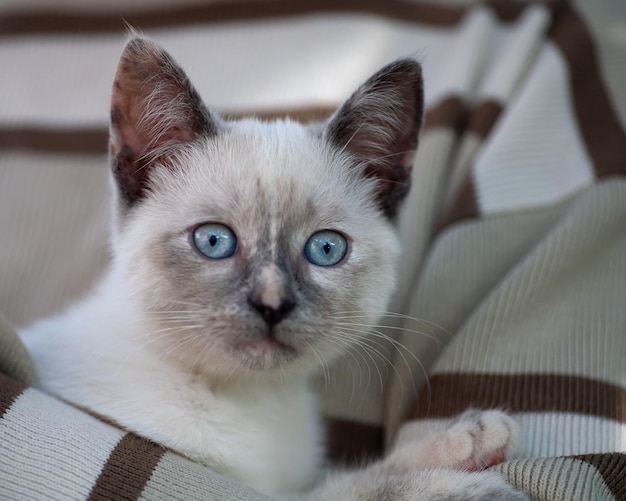 Het witte katje is in de handen van het meisje. lokale aandacht.