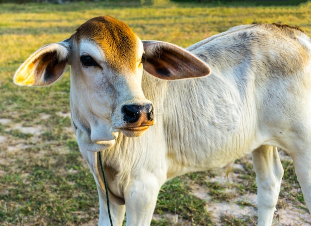 Het witte koeienkalf op het veld.