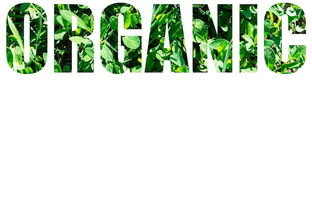 Foto het woord bio van groen gras geïsoleerd op een witte achtergrond. elementen voor uw ontwerp.