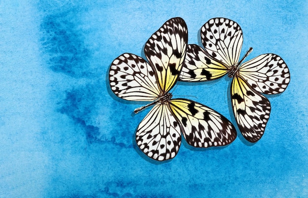 Foto het woord vlinder staat op de vlinder.