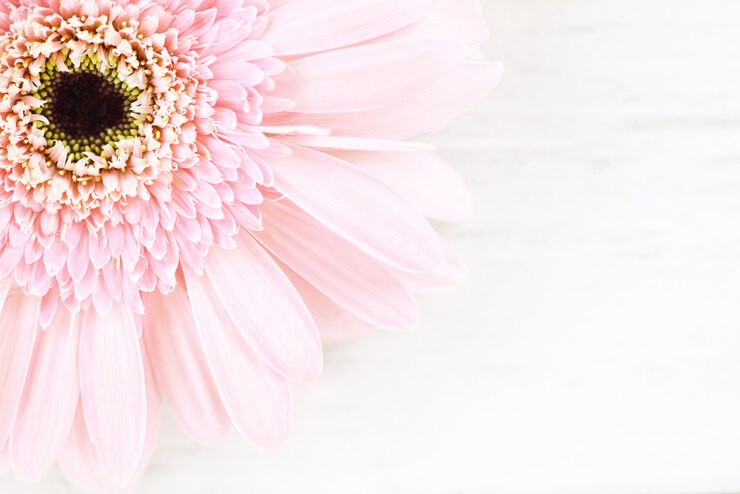 Foto het zachte roze madeliefje van bloemgerbera op witte lijstachtergrond