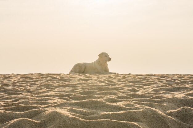 Het zandtextuur van het strand op witte achtergrond