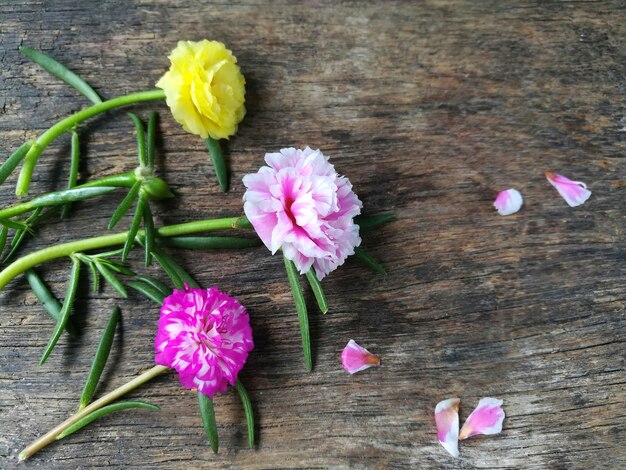 Het zoete roze gele mos nam met bloemblaadjebloem toe is mooi op houten achtergrond.