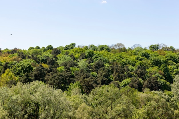 Het zomerlandschap nabij het gemengde bos met loofbomen is een prachtig kenmerk van de natuur