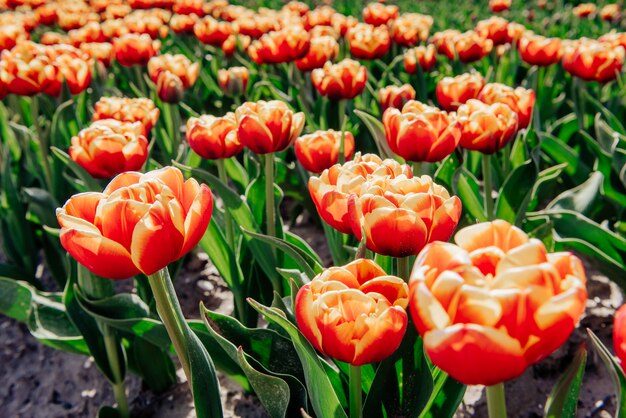 Het zonlicht schijnt door de prachtige lentetulpen.