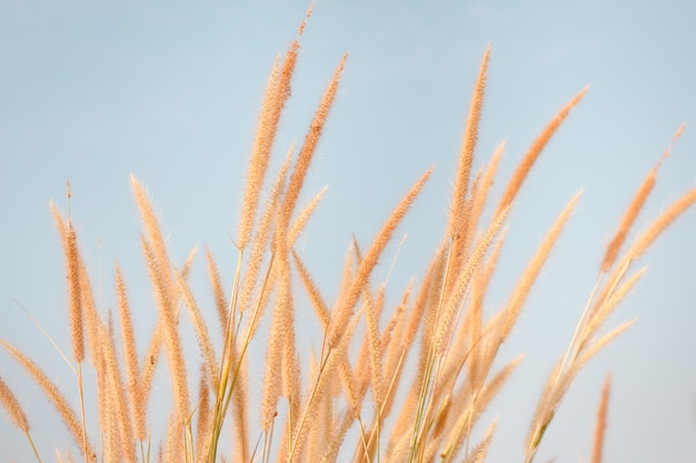 Het zonlicht van het het graseffect van de bloem in de herfst