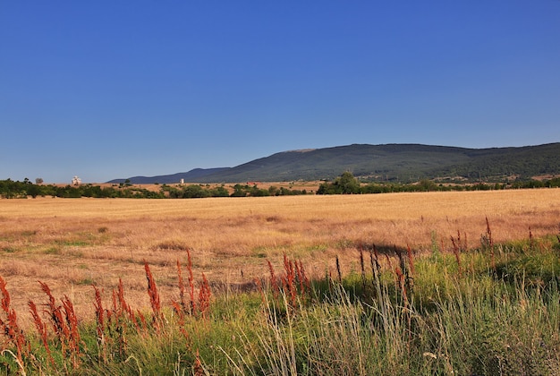 Foto het zonnebloemveld in bulgarije