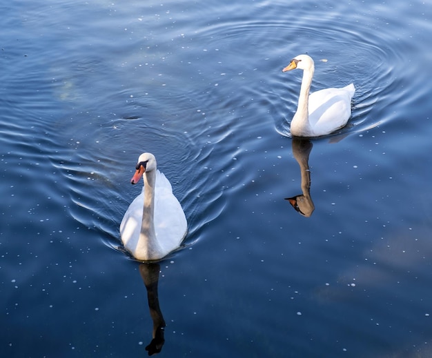 Het zwanenpaar zwemt op de kalme hoge hoekmening van het meerwater