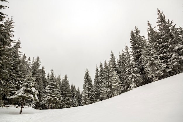 Het zwart-witte landschap van het Nieuwjaarkerstmis van de de winterberg. Lange pijnbomen bedekt met vorst in diepe heldere sneeuw in de winter bos.